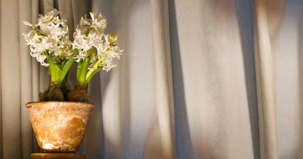 家用陶瓷壶中白色水仙花球茎花墙纸 简约设计 带米色幕布背景 舒适的空旷空间 — 图库照片