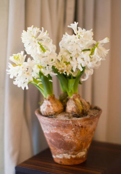 健康と園芸のための純粋なミニマリストデザインのために自宅で設定されたテラコッタポットで新鮮な白いヒヤシンスと花のクローズアップ — ストック写真