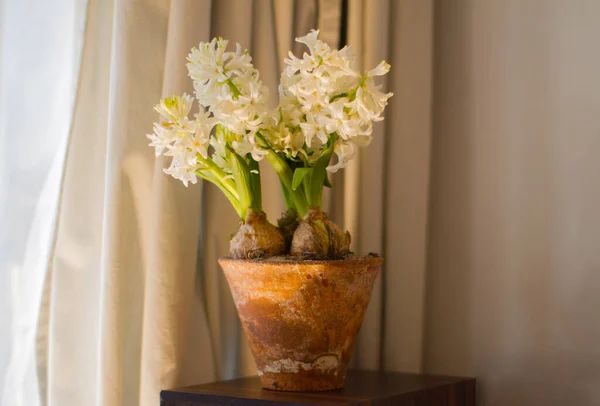 在旧的梯形水壶中 白杨树花的采暖光 在窗帘的背景上设计一个新的家庭设计 — 图库照片
