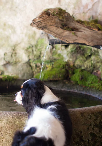 little dog drinking fresh water from a domesticated source or fountain running in a stone basin outdoor
