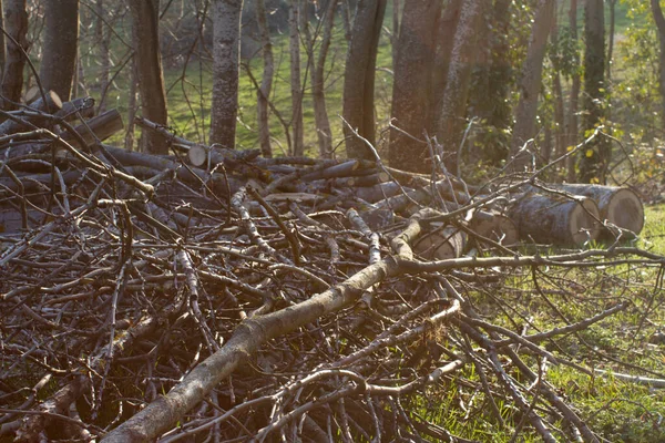 Yaşlı Ölü Ağaçları Temizlemek Ağaçlardan Enerji Almak Için Tarlada Çayırda — Stok fotoğraf
