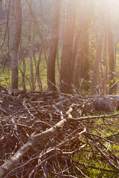 Büyük Bir Ağacı Dallarını Keserek Ağaçtan Enerji Elde Etmek Gün — Stok fotoğraf