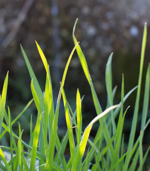 由于农村地区阳光 水和美丽的空气的能量而产生的光合作用产生的富含叶绿素的鲜草 — 图库照片