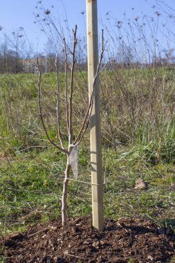 Genç elma ağacı daha yeni dikilmiş ve yerleşim geçmişi olan bir tahta kazığa bağlanmış.
