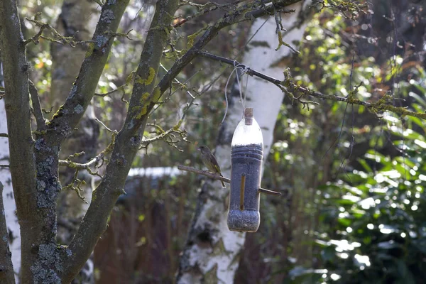 Zima Żywienie Ptaków Ogrodowych Jeden Greenfinch Usiadł Plastikowej Butelce Recyklingu — Zdjęcie stockowe