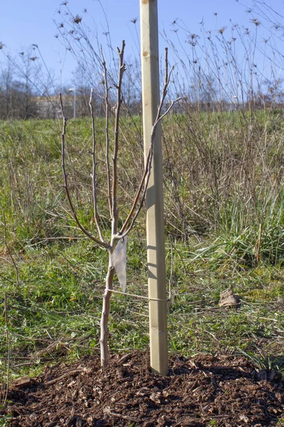 Young Apple Tree Freshly Planted Tied Wooden Stake Countryside Residential — Stock Photo, Image