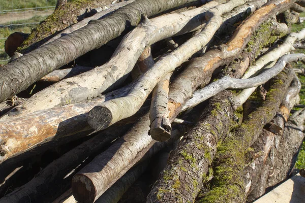 Стек Різних Довгих Дерев Яних Колод Зібраних Відкритому Повітрі — стокове фото