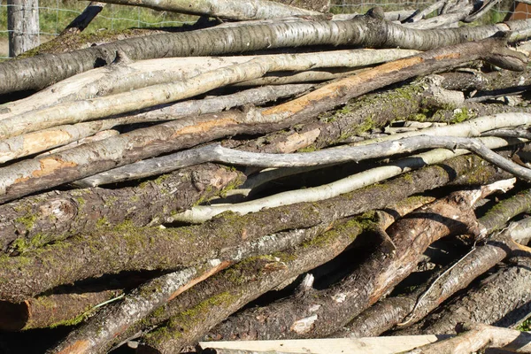 Pilha Ensolarada Vários Troncos Árvore Longa Empilhados Livre — Fotografia de Stock