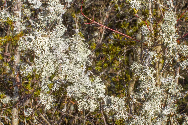 Gros Plan Vieux Lichens Colorés Couvrant Des Arbres Pour Environnement — Photo