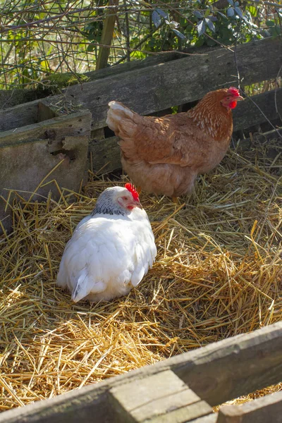 Couple Hens Sleeping Resting Straw Shelter Homegrown Farming — Stock Photo, Image