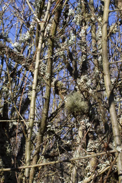 Old Trees Bushes Covered Various Lichens Winter Sunny Blue Sky — Stock Photo, Image