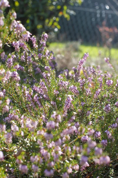 Heather Flowers Blooming Backyard Sunny Winter Day — Stock Photo, Image