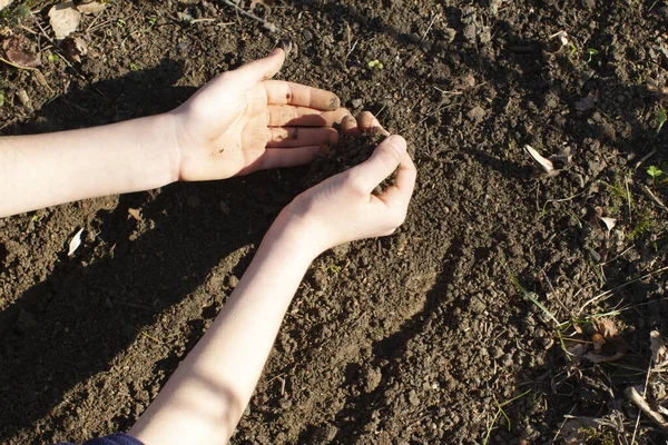 Mãos Criança Semeando Sementes Solo Orgânico Para Colher Legumes Cultivados — Fotografia de Stock