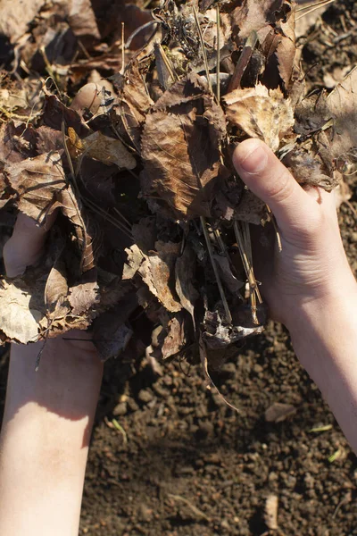 Mãos Criança Segurando Folhas Caídas Orgânicas Para Vida Mineral Orgânica — Fotografia de Stock