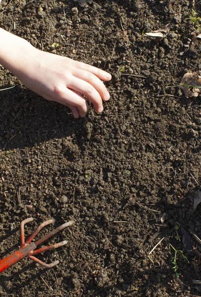 Παιδιά Χέρια Κηπουρική Προετοιμασία Του Εδάφους Μια Μικρή Τσουγκράνα Για Εικόνα Αρχείου