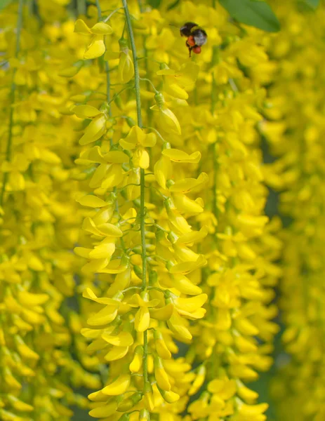 Μέλισσα Γύρη Που Πετά Στα Λουλούδια Laburnum Στον Κήπο Της Φωτογραφία Αρχείου