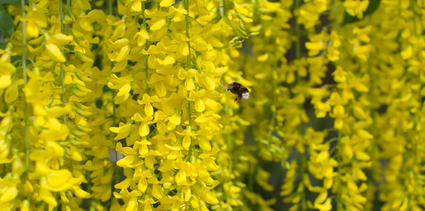 Λάβαρο Της Φύσης Της Μέλισσας Που Πετούν Προς Επικονίαση Λουλούδια Εικόνα Αρχείου