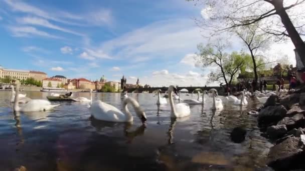 白鳥はプラハ市内のヴルタヴァ川で泳いでいます チャールズ橋白鳥の群れの横にある 背景には 休息する人々と喜びの船が浮かぶ — ストック動画