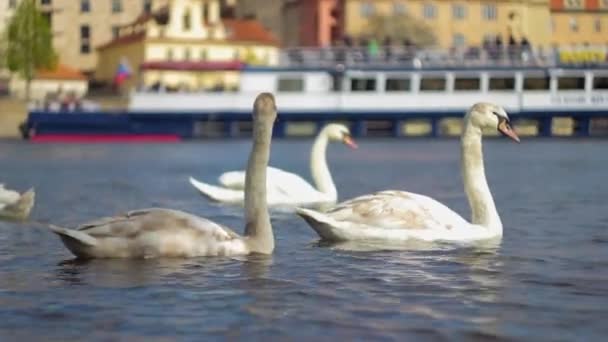 Лебеди Плавают Реке Влтаве Городе Праге Карлов Мост Рядом Стаей — стоковое видео