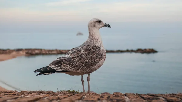 Seagull on the background of the beach de la Gravette in Antibes. People relax on the sandy beach in Antibes France. Public beach with people. Rest near the sea. Pleasure yachts in the sea in Antibes