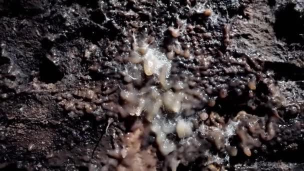 小さなブルキ 地下の苔の成長 ワインの煙の結果としてのワイン菌 地下にあるワイン菌 石の構造 — ストック動画