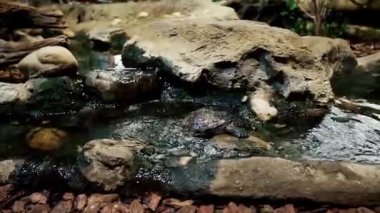 Tropicarium-Okyanus Budapeşte. Doğu Avrupa 'daki en büyük akvaryum. İzleme tüneli olan tropikal yağmur ormanı ve akvaryumu. Yüzlerce hayvan, egzotik kuşlar, timsahlar, marmosetler..