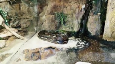 Zehirli yılanlı teraryum. Tropicarium-Okyanus Budapeşte. Doğu Avrupa 'daki en büyük akvaryum. İzleme tüneli olan tropikal yağmur ormanı ve akvaryumu. Yüzlerce hayvan. Camın arkasında yılan var.