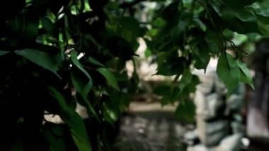 Tropicarium-Okyanus Budapeşte. Doğu Avrupa 'daki en büyük akvaryum. İzleme tüneli olan tropikal yağmur ormanı ve akvaryumu. Yüzlerce hayvan, egzotik kuşlar, timsahlar, marmosetler..