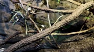 Tropicarium-Okyanus Budapeşte. Doğu Avrupa 'daki en büyük akvaryum. İzleme tüneli olan tropikal yağmur ormanı ve akvaryumu. Yüzlerce hayvan, egzotik kuşlar, timsahlar, marmosetler..