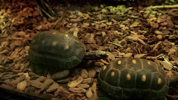 Дві Черепахи Повзають Скло Tropicarium Oceanarium Budapest Найбільший Акваріум Східноєвропейському — стокове відео