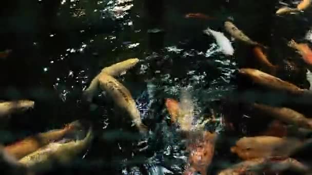 Akvárium Budapešti Maďarsko Tropicarium Oceanarium Budapest Bohatý Vodní Svět Maďarsko — Stock video