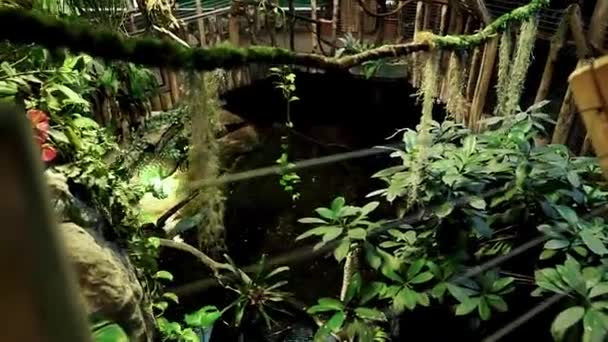 熱帯海洋博物館 ブダペスト 東ヨーロッパ最大の水族館トンネルを眺めながら熱帯雨林や水族館 エキゾチックな鳥 マーモセットなどの何百もの動物 — ストック動画
