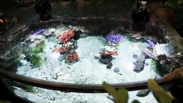 Tropicarium Oceanarium Budapest 사이트 유럽에서 수족관 수족관 이색적 마멋을 포함하여 — 비디오