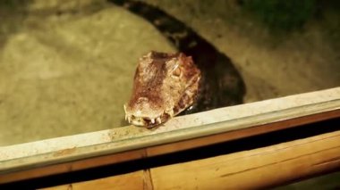 Timsah, muhafazadan kameraya bakar. Budapeşte 'deki Tropicarium Okyanusu. Doğu Avrupa 'nın en büyük akvaryumu. Macaristan 'da manzaralı tüneli olan tropikal orman ve akvaryum.