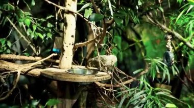 Tropicarium-Okyanus Budapeşte. Doğu Avrupa 'daki en büyük akvaryum. İzleme tüneli olan tropikal yağmur ormanı ve akvaryumu. Yüzlerce hayvan, egzotik kuşlar, timsahlar, marmosetler..