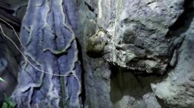 Tropicarium-Okyanus Budapeşte. Doğu Avrupa 'daki en büyük akvaryum. İzleme tüneli olan tropikal yağmur ormanı ve akvaryumu. Yüzlerce hayvan, egzotik kuşlar, timsahlar, marmosetler..