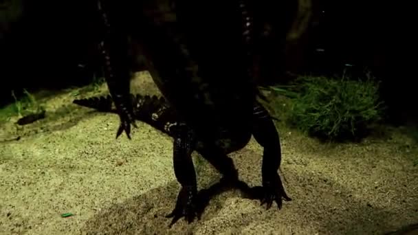 Das Krokodil Blickt Aus Dem Gehege Die Kamera Tropicarium Oceanarium — Stockvideo