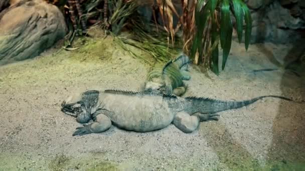 Duas Iguanas Recinto Atrás Vidro Budapeste Tropicarium Oceanarium Budapeste Maior — Vídeo de Stock