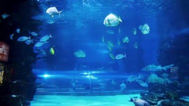 Macaristan, Budapeşte 'de bir akvaryum. Tropicarium-Okyanus Budapeşte. Budapeşte 'deki zengin su dünyası Macaristan. Doğu Avrupa 'nın en büyük akvaryumu. Yüzlerce hayvan