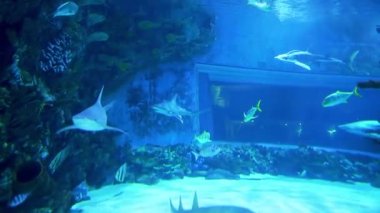 Akvaryumdaki köpekbalıkları. Macaristan, Budapeşte 'de bir akvaryum. Tropicarium-Okyanus Budapeşte. Budapeşte 'deki zengin su dünyası Macaristan. Doğu Avrupa 'nın en büyük akvaryumu. Yüzlerce hayvan