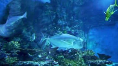 Macaristan, Budapeşte 'de bir akvaryum. Tropicarium-Okyanus Budapeşte. Budapeşte 'deki zengin su dünyası Macaristan. Doğu Avrupa 'nın en büyük akvaryumu. Yüzlerce hayvan