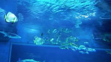 Akvaryumdaki köpekbalıkları. Macaristan, Budapeşte 'de bir akvaryum. Tropicarium-Okyanus Budapeşte. Budapeşte 'deki zengin su dünyası Macaristan. Doğu Avrupa 'nın en büyük akvaryumu. Yüzlerce hayvan