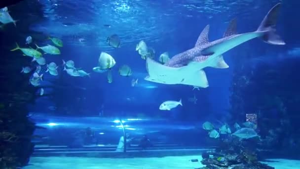 Aquarium Boedapest Hongarije Tropicarium Oceanarium Boedapest Rijke Waterwereld Hongarije Boedapest — Stockvideo