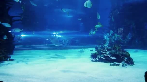 Macaristan Budapeşte Bir Akvaryum Tropicarium Okyanus Budapeşte Budapeşte Deki Zengin — Stok video