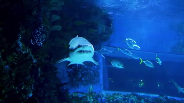 Tubarão Aquário Aquário Budapeste Hungria Tropicarium Oceanarium Budapeste Mundo Água — Vídeo de Stock