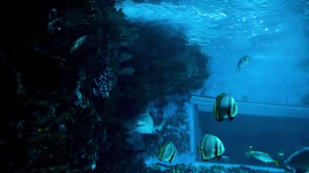 Cápák Akváriumban Akvárium Budapesten Tropicarium Oceanarium Budapest Gazdag Vízi Világ — Stock videók