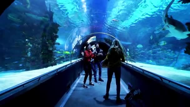 Acuario Budapest Hungría Tropicarium Oceanarium Budapest Mundo Del Agua Rica — Vídeos de Stock