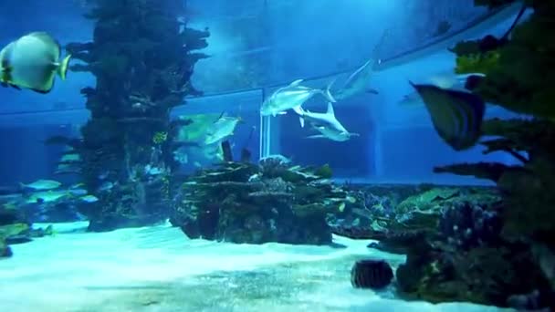 Akvaryumdaki Köpekbalıkları Macaristan Budapeşte Bir Akvaryum Tropicarium Okyanus Budapeşte Budapeşte — Stok video