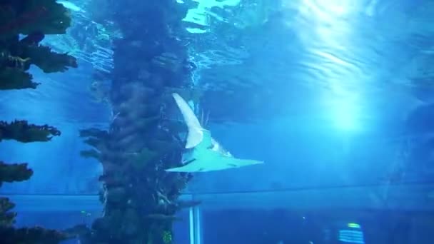 Haie Aquarium Aquarium Budapest Ungarn Tropicarium Ozeanarium Budapest Reiche Wasserwelt — Stockvideo