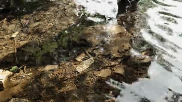 Змея Водой Озере Национальном Парке Плитвицкие Озера Хорватии Резерв Плитвицкие — стоковое видео